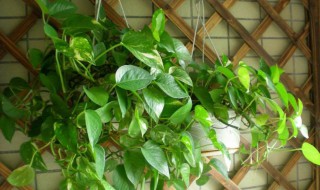 绿萝浇什么才能更旺盛 绿萝怎么浇水才能更旺盛