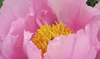 国花有哪些（中国的国花有哪些）