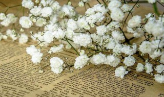 适合送女朋友满天星颜色 送女朋友满天星选什么颜色