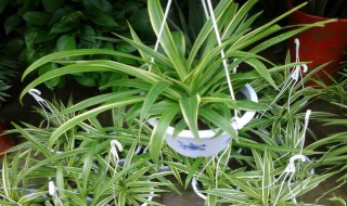 为什么吊兰对风水不好（吊兰对风水有什么作用）