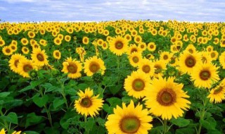 向日葵寓意 向日葵寓意和象征意义 祝福语