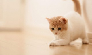 小动物怎样过冬（小动物怎样过冬教案）