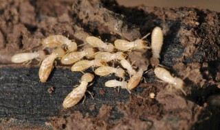 白蚁的危害 白蚁的危害和益处有哪些