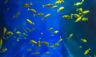 梦见很多鱼 梦见很多鱼在水里游是什么意思