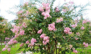 紫薇树的忌讳（紫薇树的忌讳是什么）