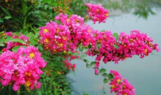 痒痒树花有什么功效（痒痒树的功效）