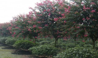 种紫薇树的风水禁忌 种紫薇树的风水禁忌和忌讳