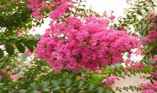 紫薇为啥又叫痒痒树（紫薇树会痒痒）