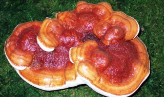 灵芝是一年生还是多年生（灵芝是多年生还是一年生?）