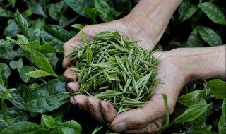 茶叶基本知识 茶叶基本知识测试试卷及答案