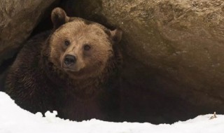 熊为什么会冬眠（熊为什么会冬眠的短视频）