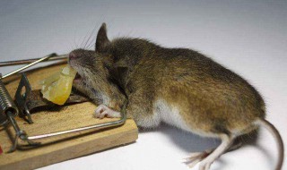 灭鼠好方法 灭鼠方法大全