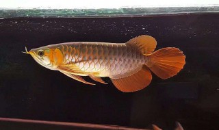 龙鱼怎么养 龙鱼怎么养及喂养技巧