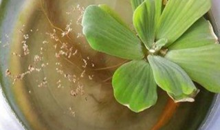 水芙蓉怎么养（水芙蓉怎么养才好）