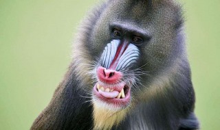 世界最大的猴子 世界最大的猴子是大猩猩还是山魈