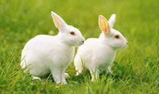 属兔的性格 属兔的性格特点和脾气