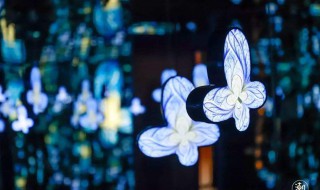 蝴蝶特效怎么拍出高级感（蝴蝶特效视频）