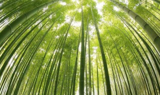 为什么竹子能长得那么快（为什么竹子长得那么快?）