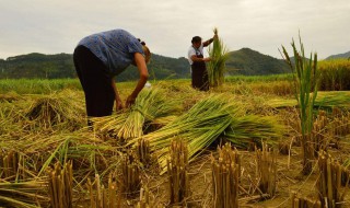 秋天成熟的农作物（秋天成熟的农作物有哪些及颜色）