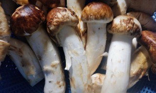鲜松茸如何保存能够多放点时间（鲜松茸如何保存能够多放点时间吃）