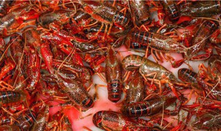 淡水小龙虾养殖技术 淡水小龙虾养殖技术视频