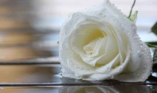 白玫瑰不能随便送人吗（白玫瑰适合送人吗）