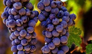 葡萄属于酸性还是碱性（葡萄属于酸性还是碱性食品）