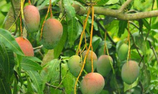 芒果是酸性还是碱性（芒果酸性还是碱性食物蜜桔）