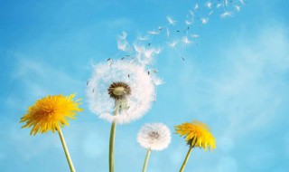 性格决定命运吗（性格决定命运吗?为什么?）