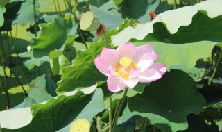 荷叶摘下后如何保存 摘的荷叶怎么保存