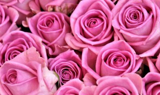 粉红色代表什么 粉红色代表什么象征意义