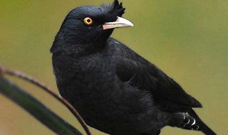 八哥会说话吗? 海南八哥会说话吗