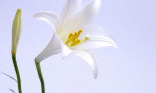 百合花适合室内养吗 百合花适合室内养吗冬天