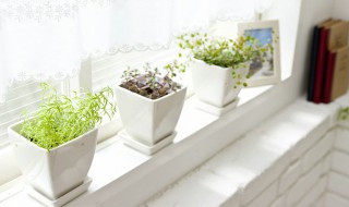 十大养不死的花（十大养不死的花室外）