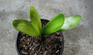 客厅最旺宅的大型植物（客厅最旺宅的大型植物图片）