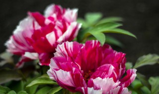 家里最旺财的十种花 家里最旺财的十种花树