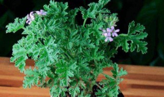 八种适合放室内的驱蚊植物 适合放在室内的驱蚊植物