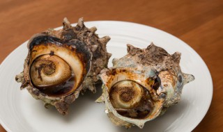 如何清洗海螺（如何清洗海螺壳做标本）