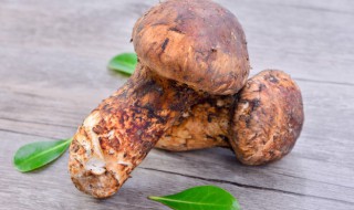 如何清洗松茸（如何清洗松茸菌）