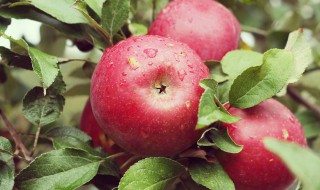 如何清洗苹果 怎样清理苹果