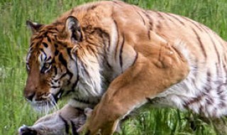 遭遇猛兽的求生方法（遭遇猛兽的求生方法50字作文）