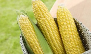 种玉米时间及方法（玉米的种植时间和收割时间）