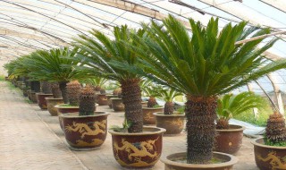 铁树浇水的正确方法 铁树浇水的正确方法图片