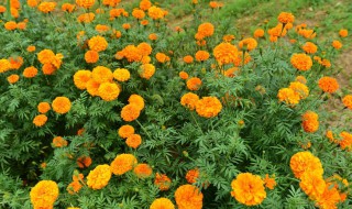 万寿菊为什么叫万寿菊（万寿菊为什么叫万寿菊花）