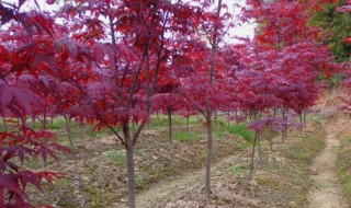 红枫黑杆怎样解决 红枫黑杆病