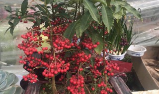 贵人果的养殖方法和注意事项 贵人果的养殖方法和注意事项