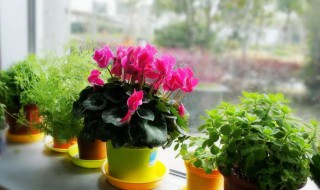 芙蓉花浇水的正确方法（芙蓉花浇水的正确方法图片）