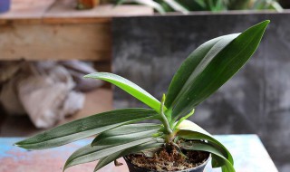 蝴蝶兰叶片变软变蔫怎么办（蝴蝶兰叶片变软变蔫怎么办呢）