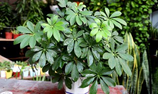 白木香的养殖方法和注意事项 白木香如何养