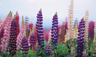 鲁冰花的养殖方法和注意事项（鲁冰花图片的养殖方法）